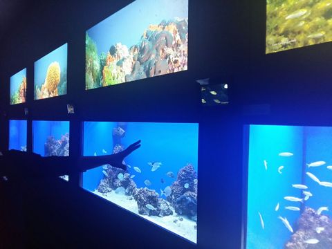 Acquario salento inaug web4