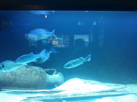 Acquario salento inaug web5