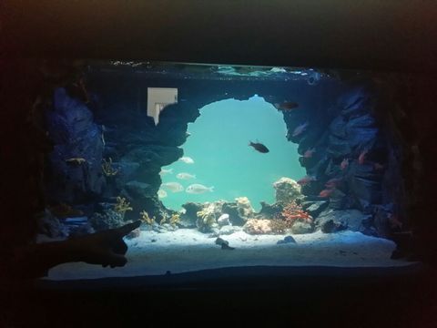 Acquario salento inaug web6
