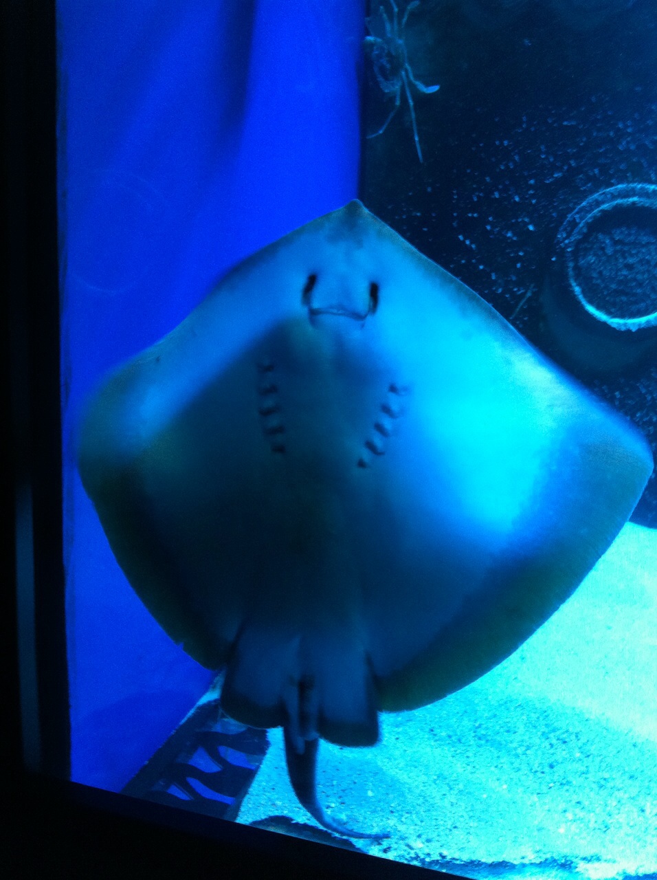 Acquario salento inaug web6 copia