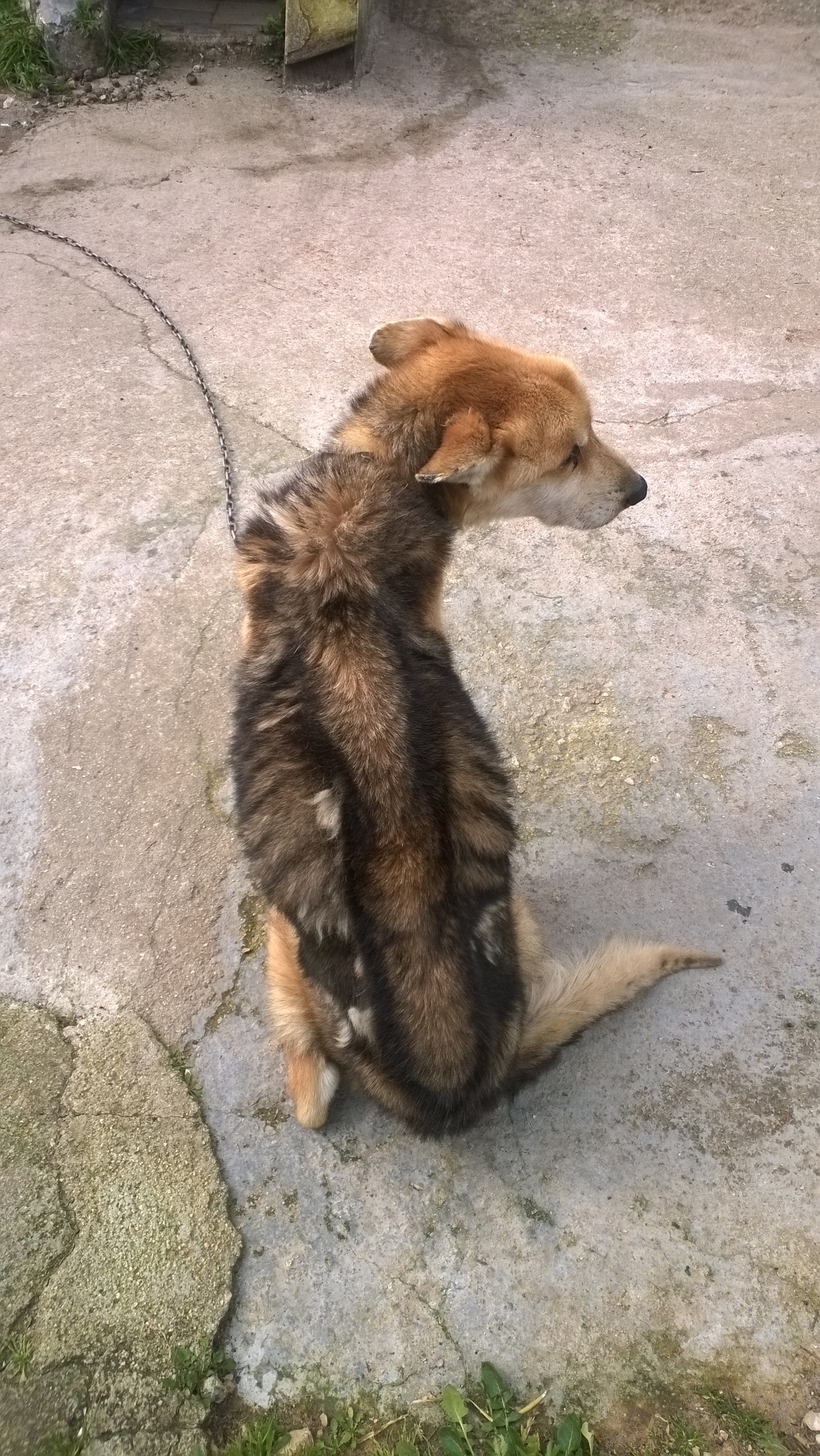 animali maltrattati 3
