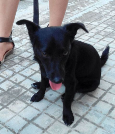 cucciolo