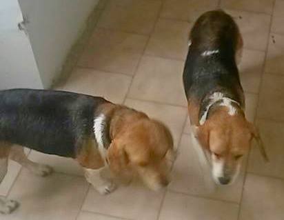 beagle