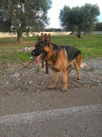 cane