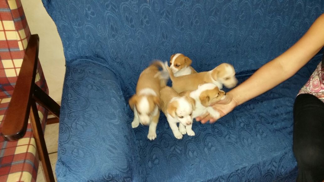 cuccioli in regalo