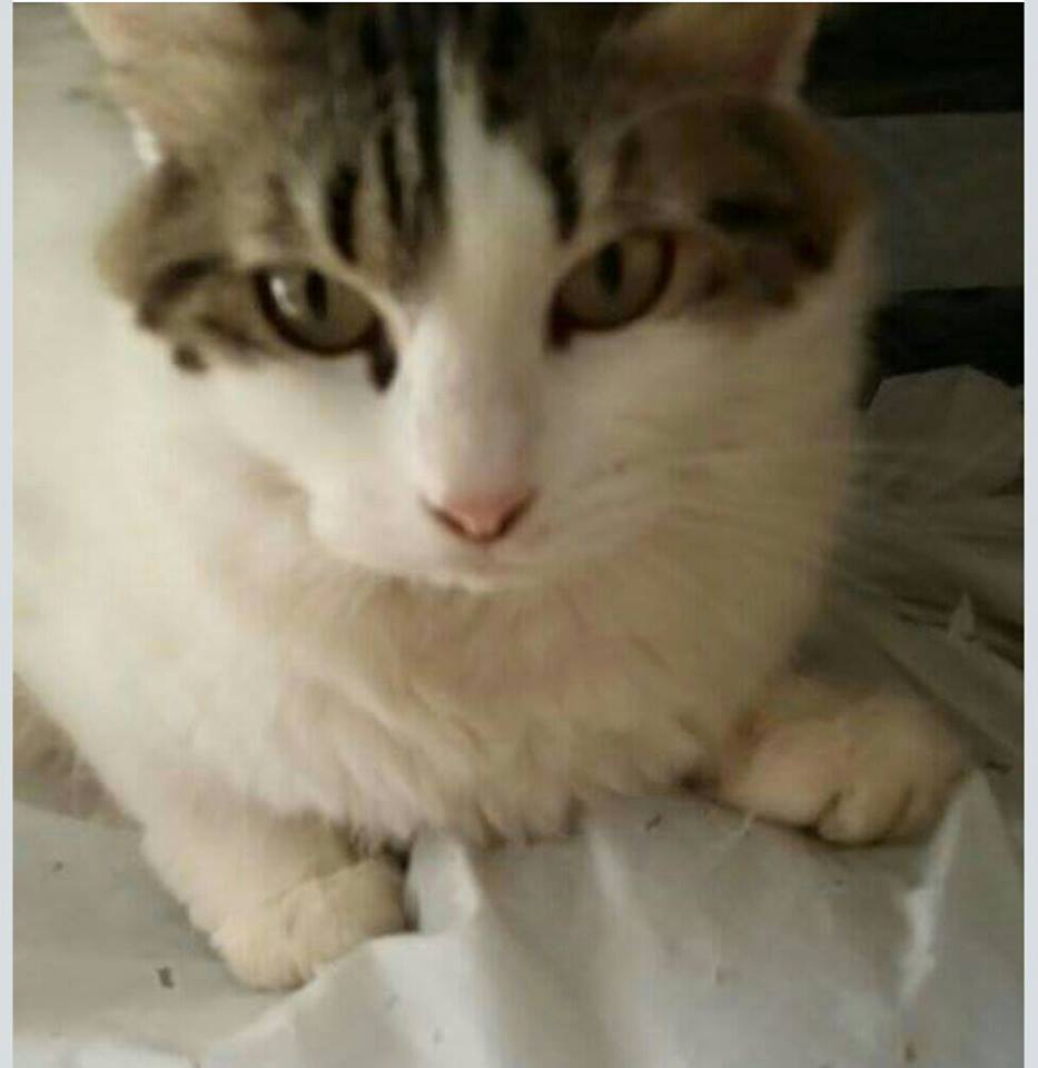 Gattina smarrita centro storico