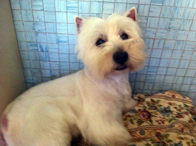 cane smarrito 03