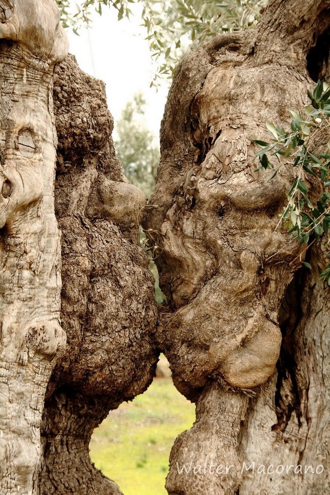 ultimo bacio ulivi web