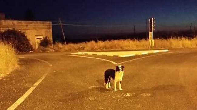 cane