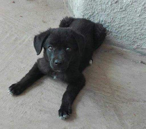 bruno