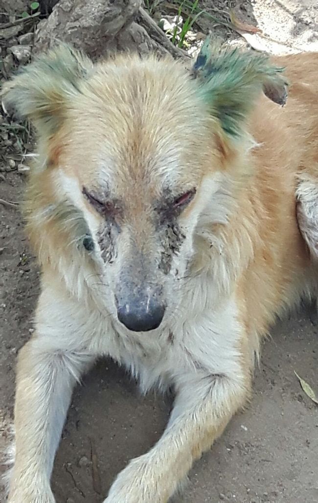 cani3