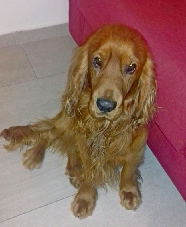 cocker