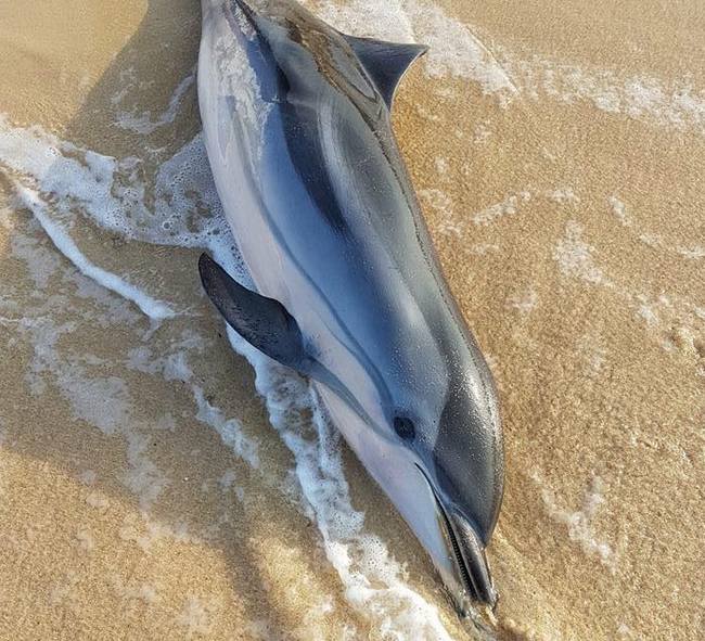 delfino
