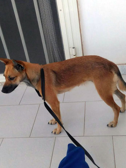 foto cane 01 web