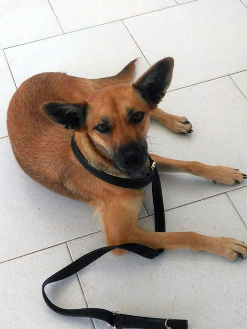 foto cane 03 web