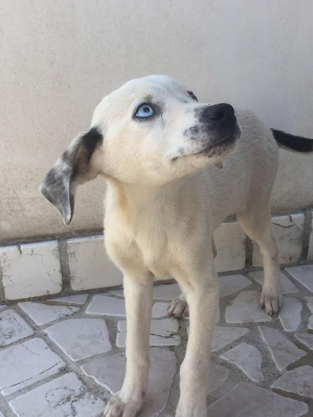 cane 1
