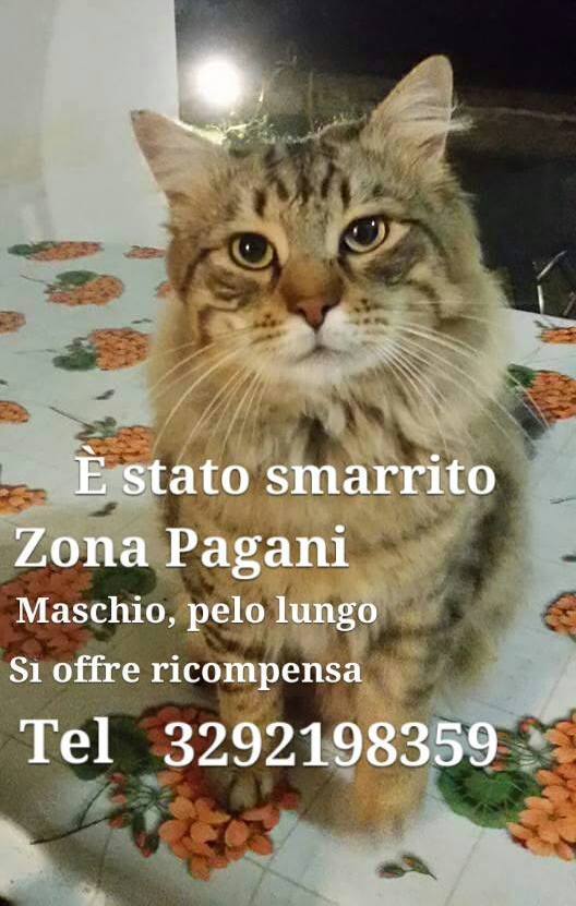gatto2