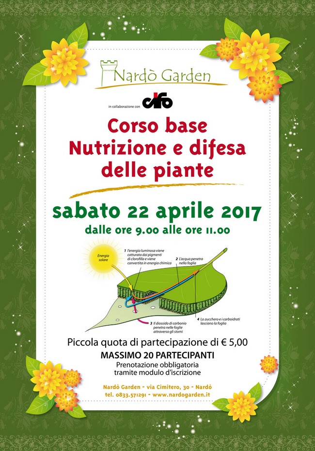 cifo