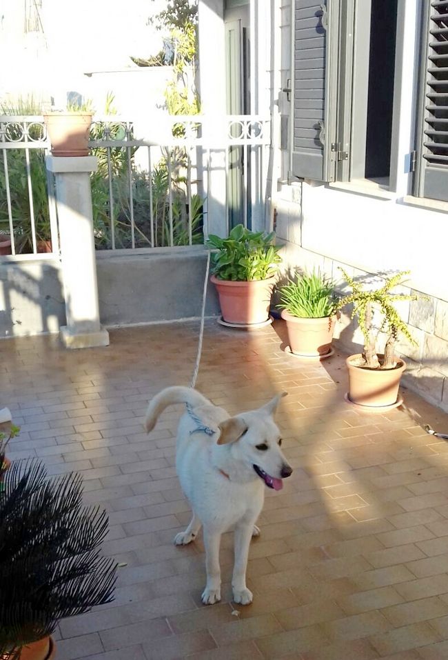 cane