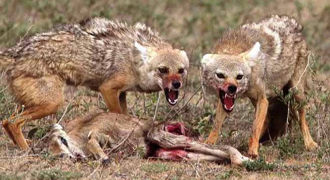 jackal