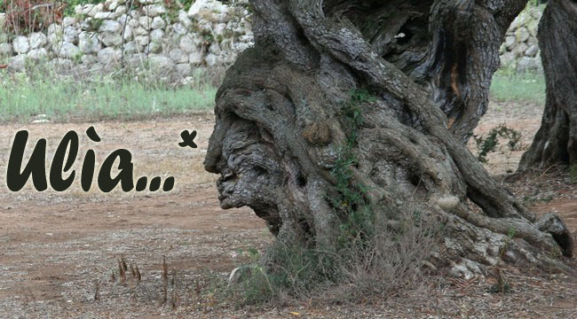 olivo copia