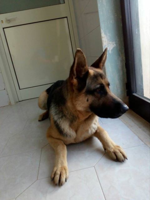 cane copertino