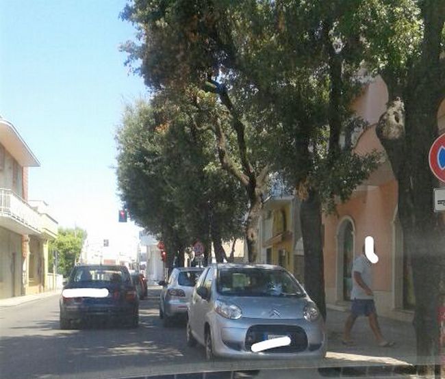 selvaggio