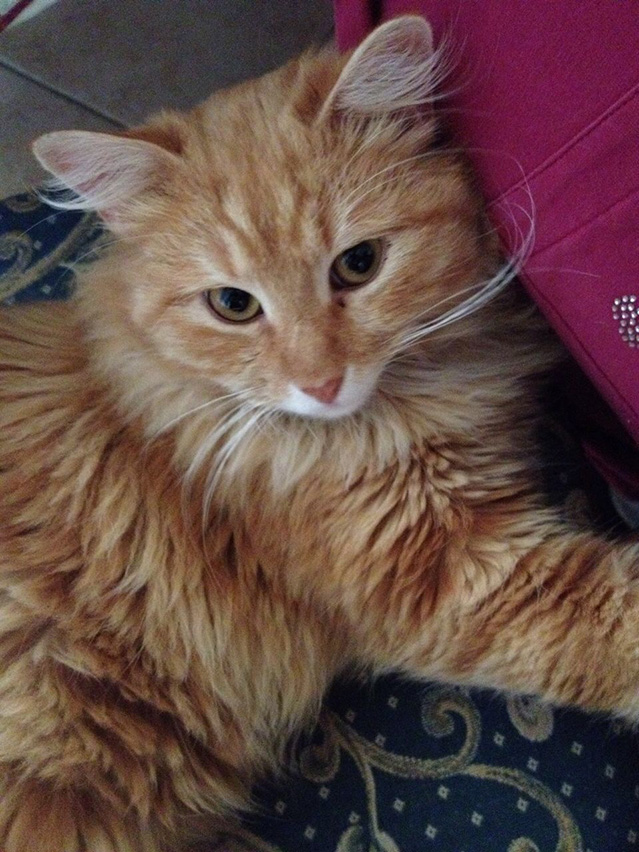 gatto Lu Na 1