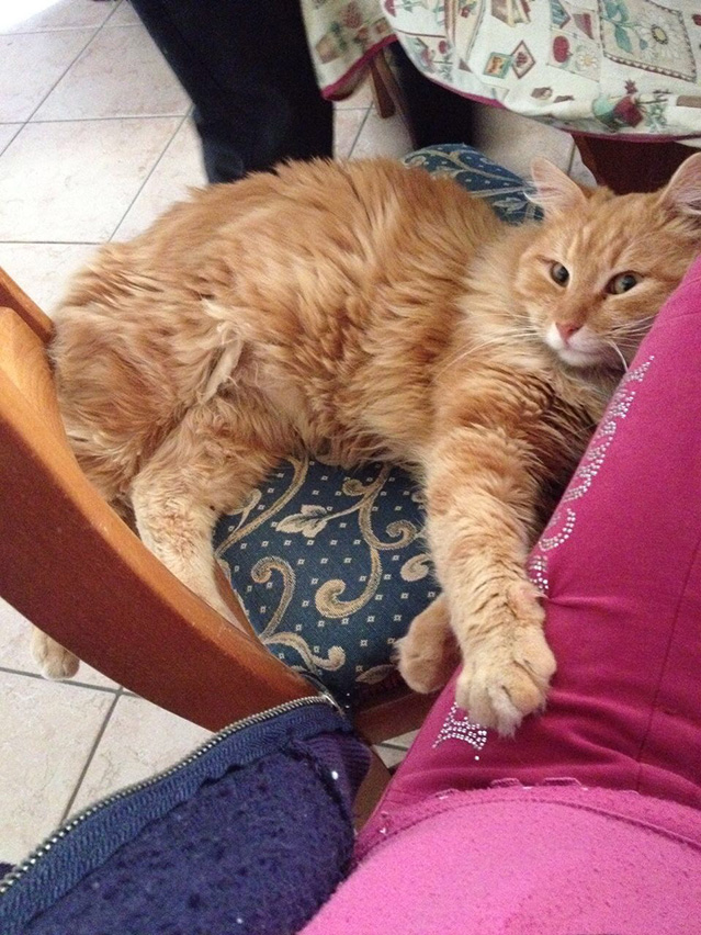 gatto Lu Na 2