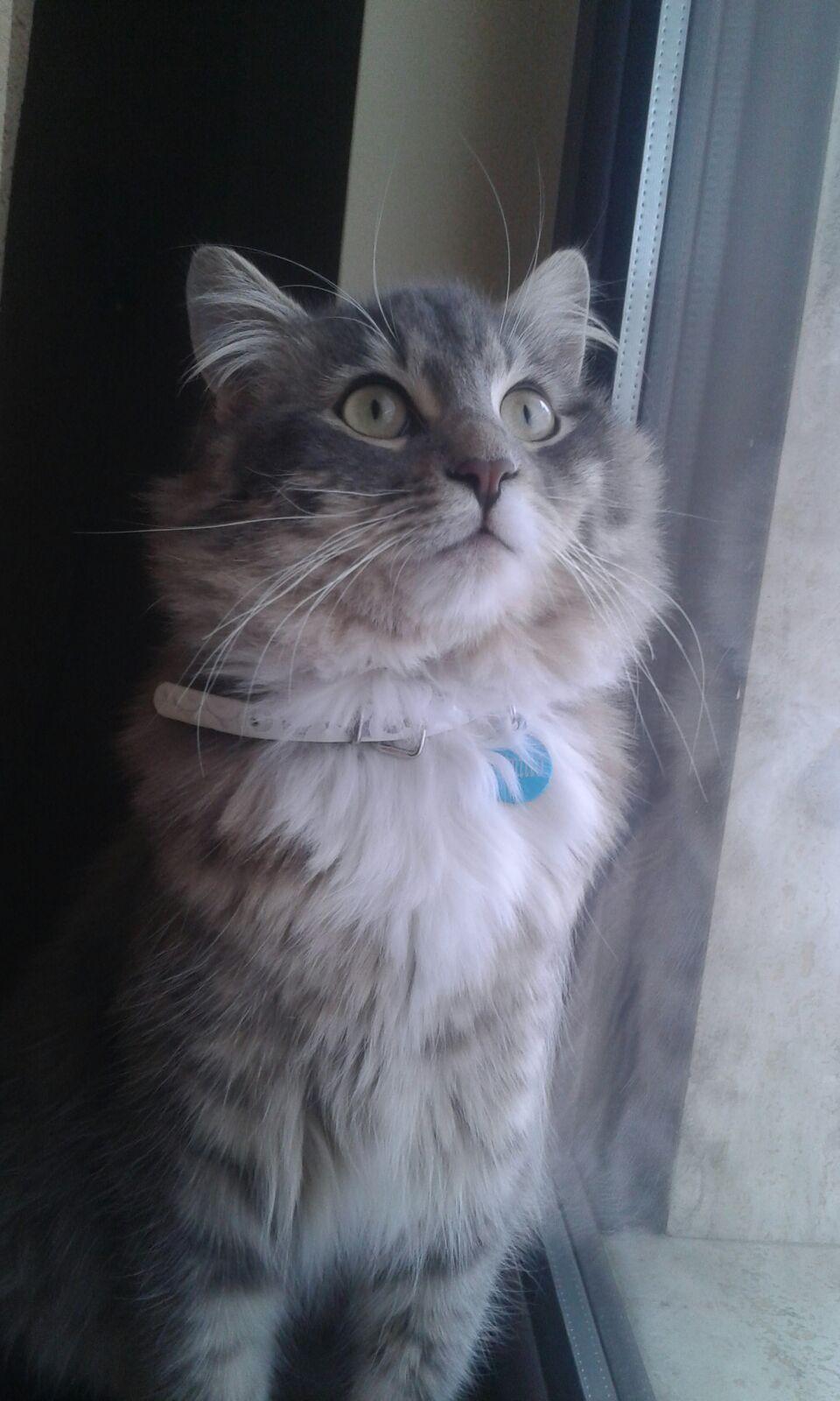 gatto elio 01
