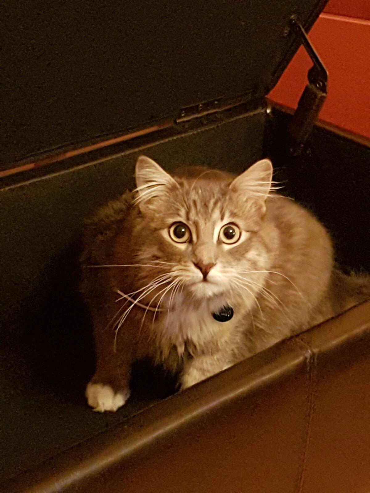 gatto elio 02