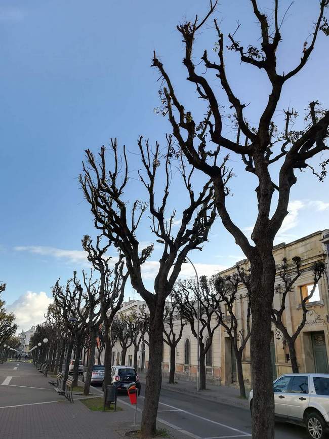 alberi villa