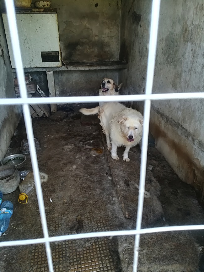 canini