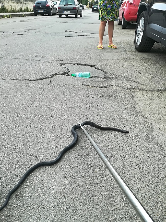 serpentone