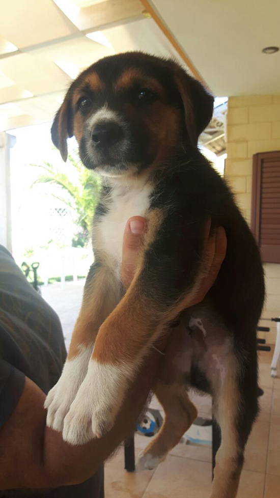 cane cerca casa