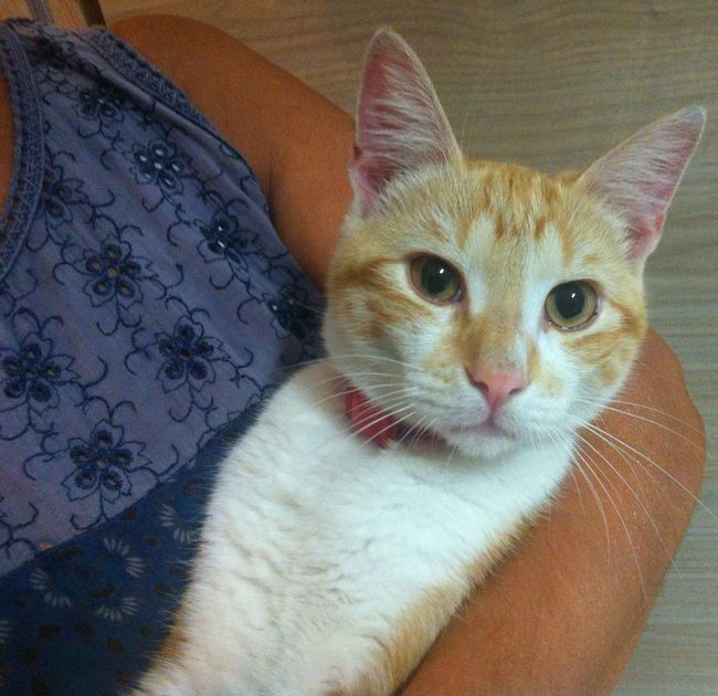 gatto