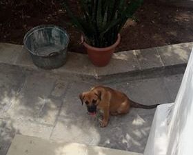 cucciolo