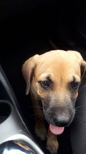cucciolo2