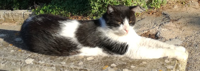 gattona