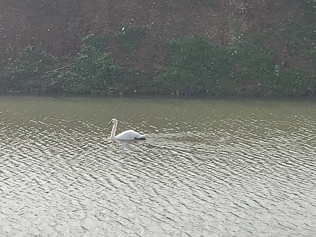 cigno canale asso