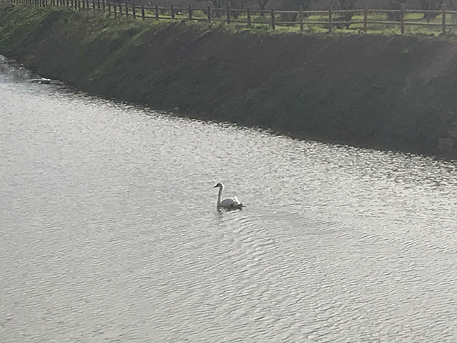 cigno canale asso 01
