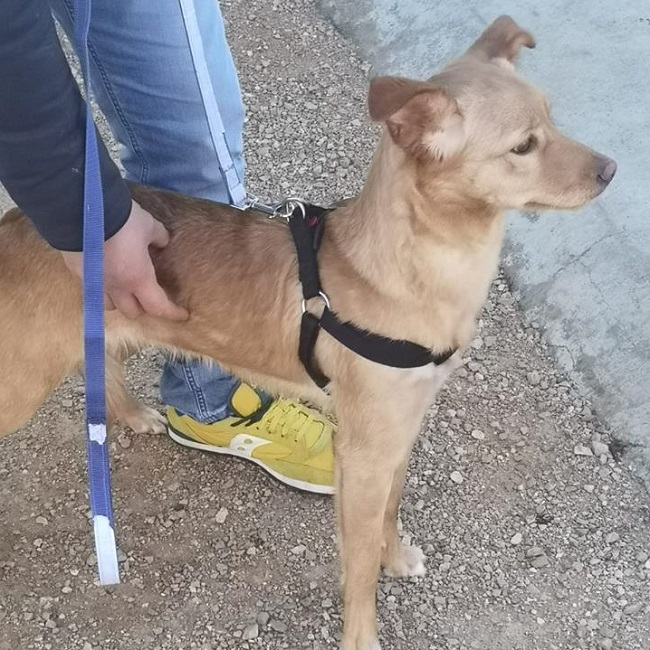 cane abbandonato