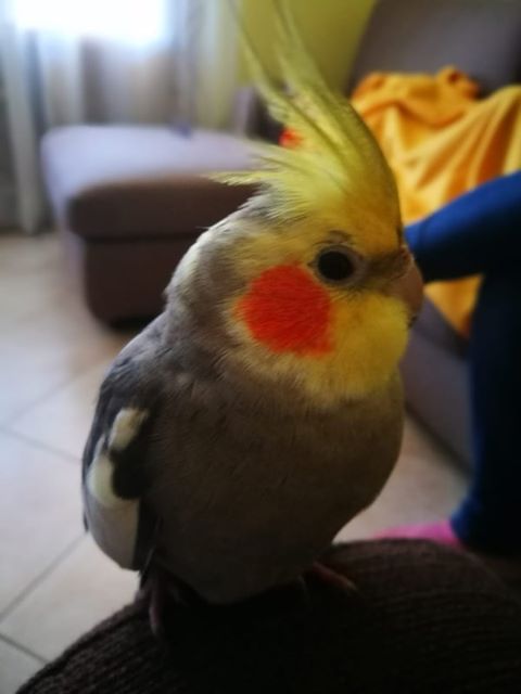 pappa