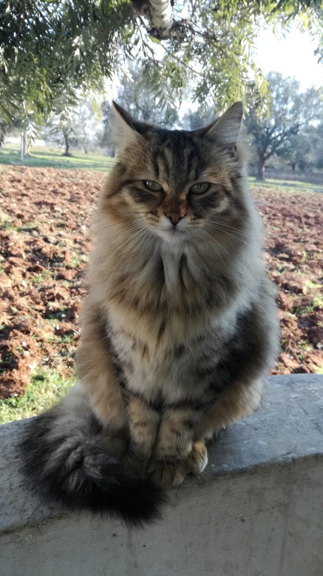 belle