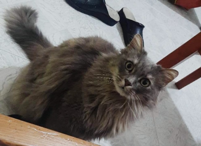 gattino