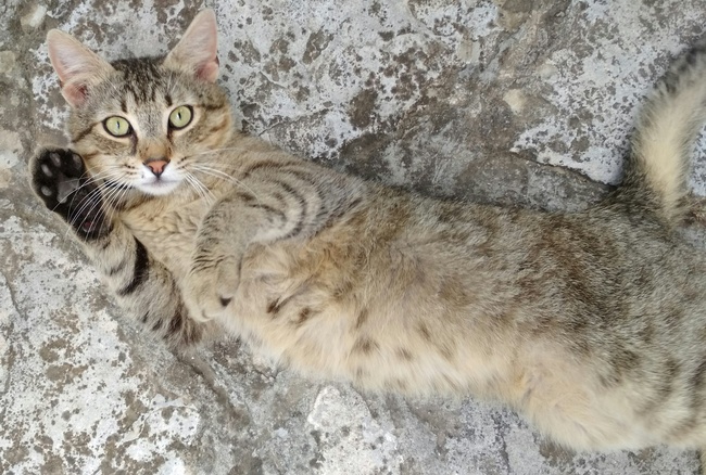 gatto1
