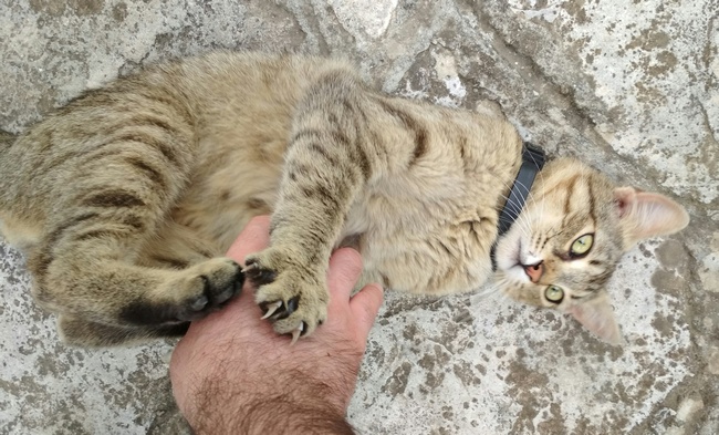 gatto2