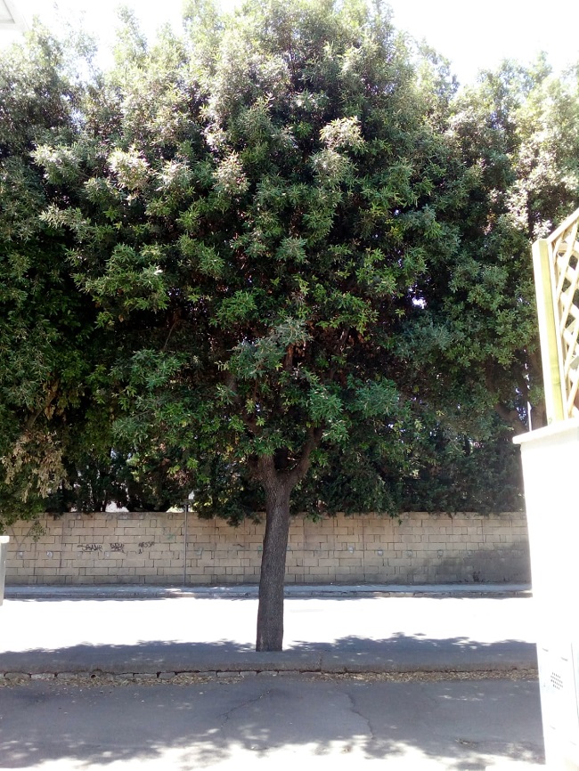 leccio