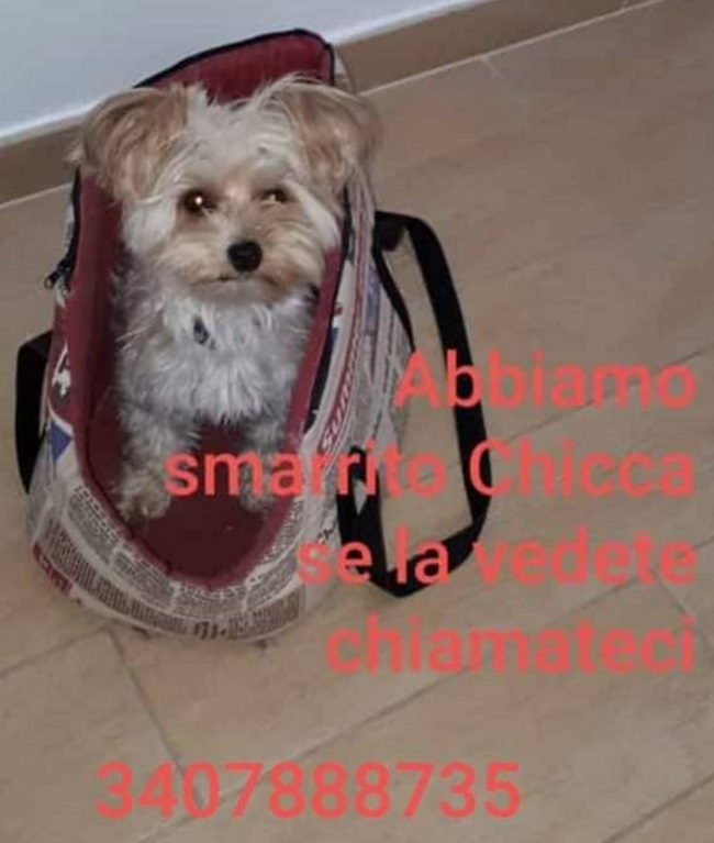chicca
