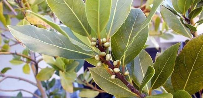 pianta di alloro